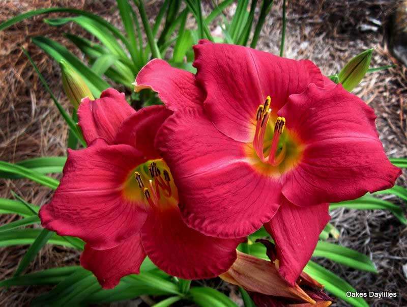Oakes-Daylilies-Charles-Johnston-daylily-004
